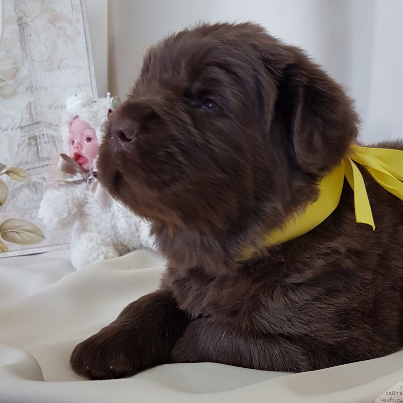 Фото: ньюфаундленд Черный Балу Евита Леона