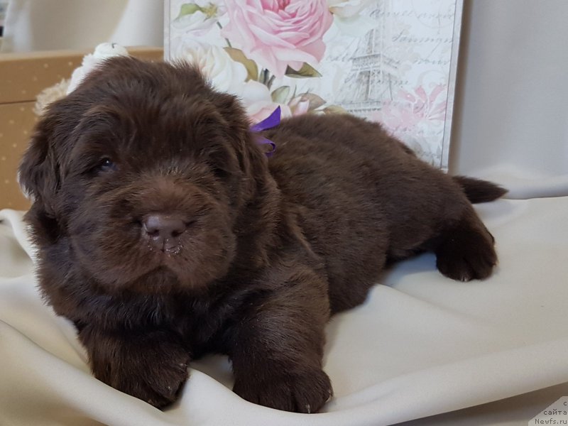 Фото: ньюфаундленд Черный Балу Евита Леона