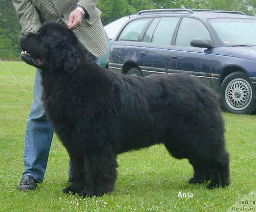 Фото: ньюфаундленд Mount Cook Qennedy
