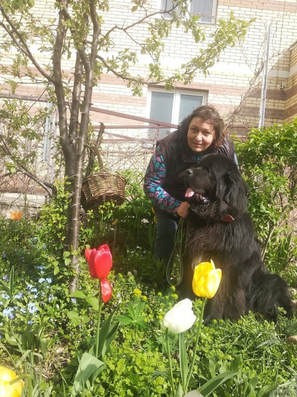 Фото: ньюфаундленд Даанич Веселый Роджер