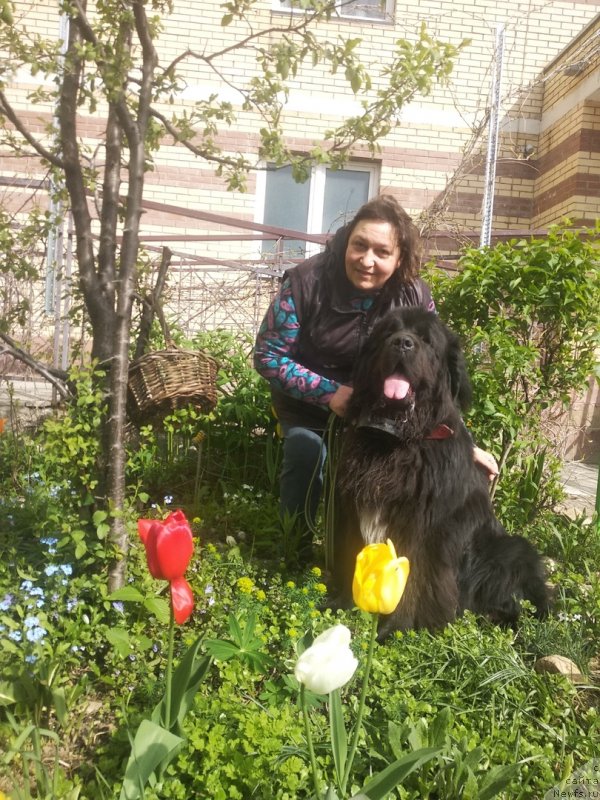 Фото: ньюфаундленд Даанич Веселый Роджер, Лилиана Рахматова