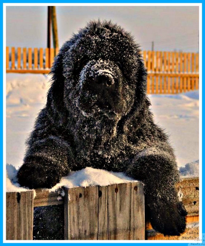 Фото: ньюфаундленд Ньюфорт Бестселлер