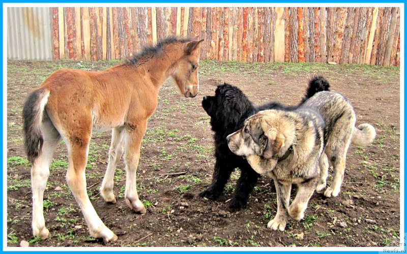 Фотография № 247006