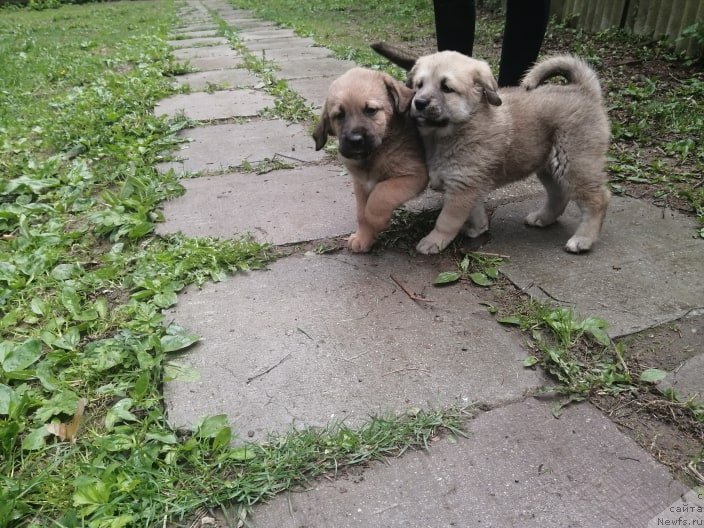 Фотография № 247011