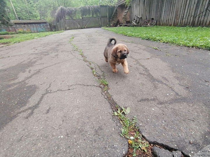 Фотография № 247017