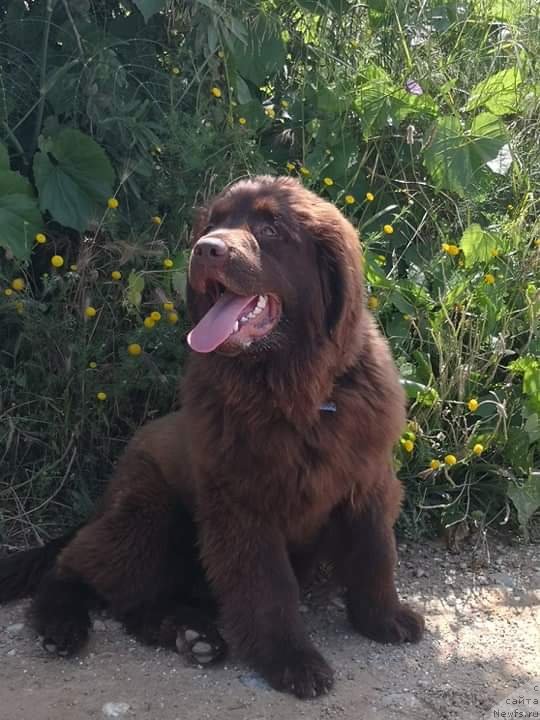 Фотография № 247021