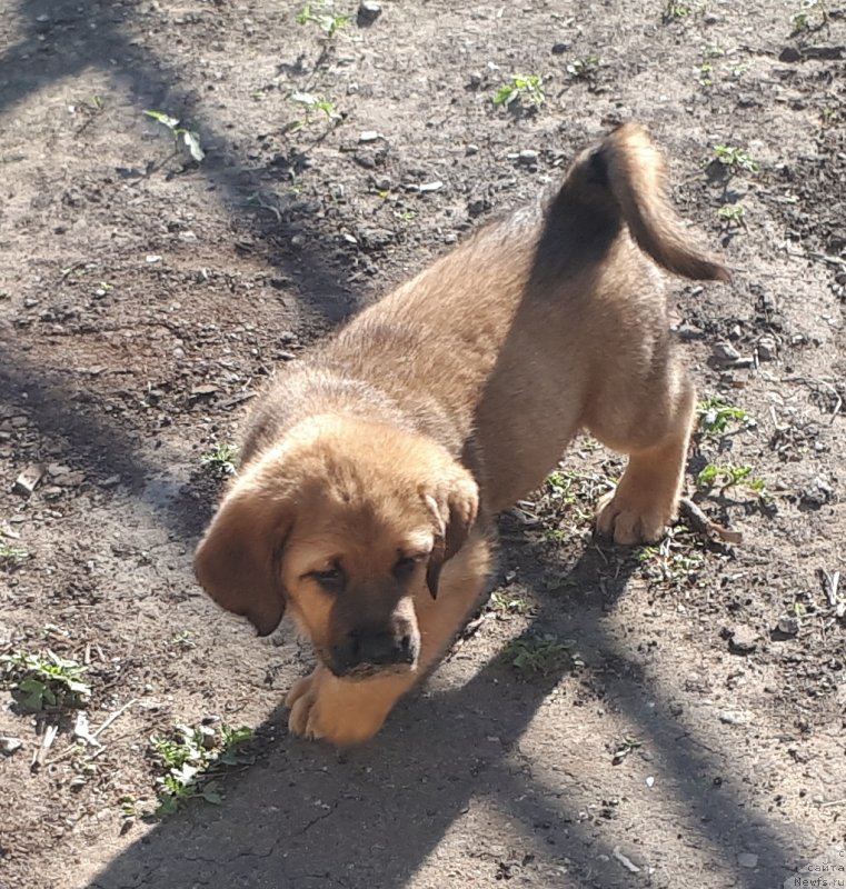 Фотография № 247022