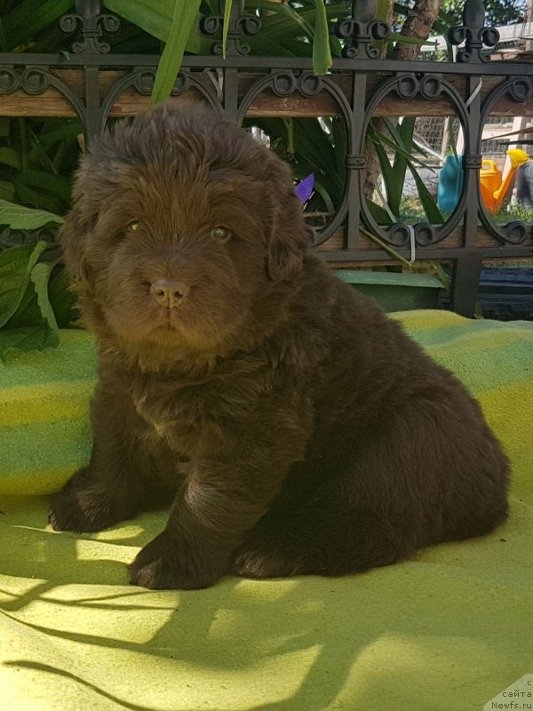 Фото: ньюфаундленд Черный Балу Евита Леона