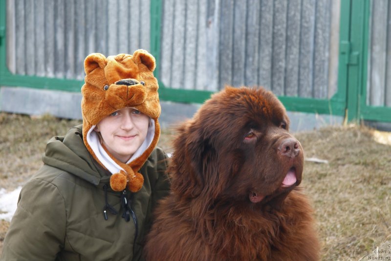 Фото: Олеся Гнитеева, ньюфаундленд Обуш Шед Мёд Слаще Янтаря (Obush Shed Myod Slashche Yantarya)