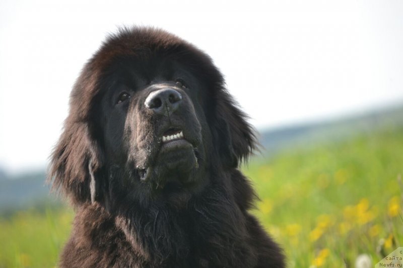 Фото: Щенок от, ньюфаундленд Сент Джонс Эксклюзив (Sent Djons Exclusive)