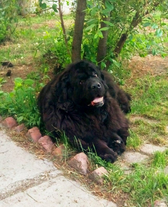 Фото: ньюфаундленд Угрюм Река Из Тихого Омута (Ugryum Reka iz Tihogo Omuta)