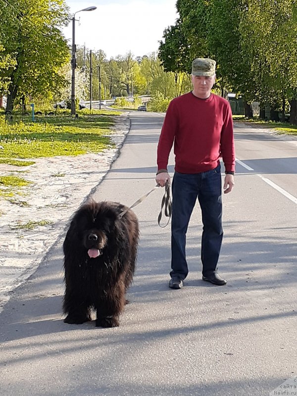 Фото: Елена Дедушкина, ньюфаундленд Цейлон Сан Лайт