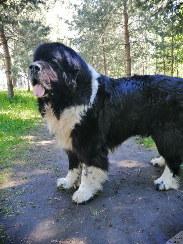 Фотография № 247032