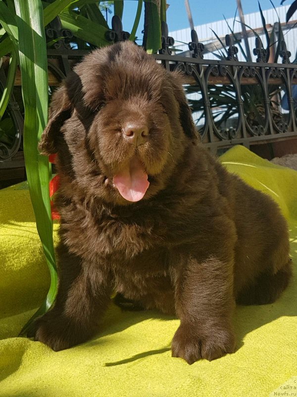 Фото: ньюфаундленд Черный Балу Евита Леона