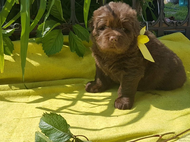 Фото: ньюфаундленд Черный Балу Евита Леона