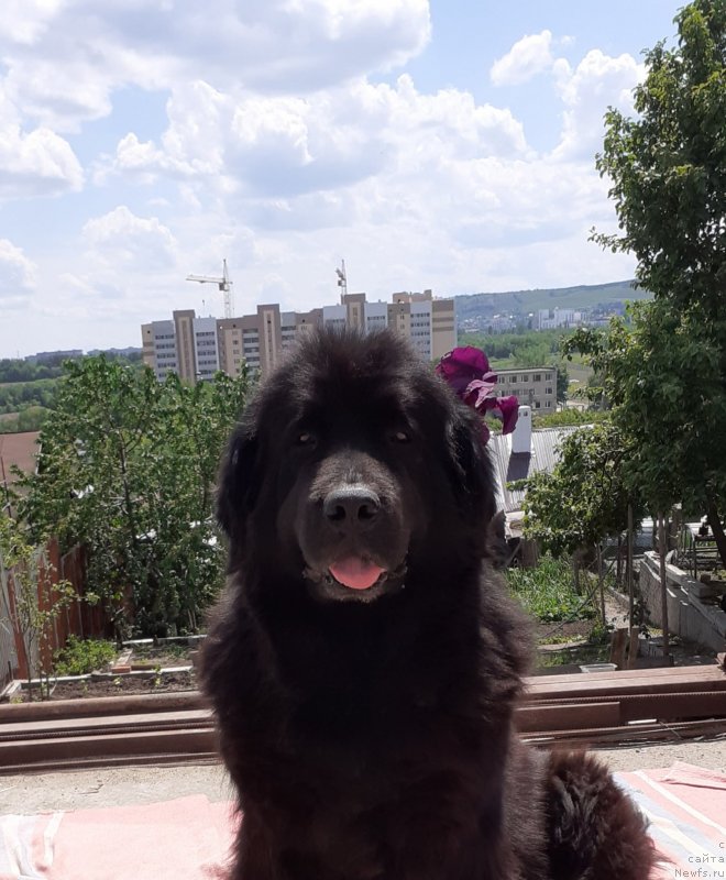 Фото: ньюфаундленд Елизавета Вялiкi Мядзведзь (Elizaveta Vialiki Miadzvedz)