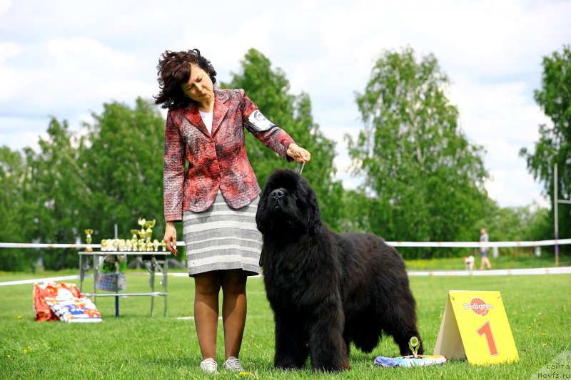 Фото: ньюфаундленд Little Bears Poseidone