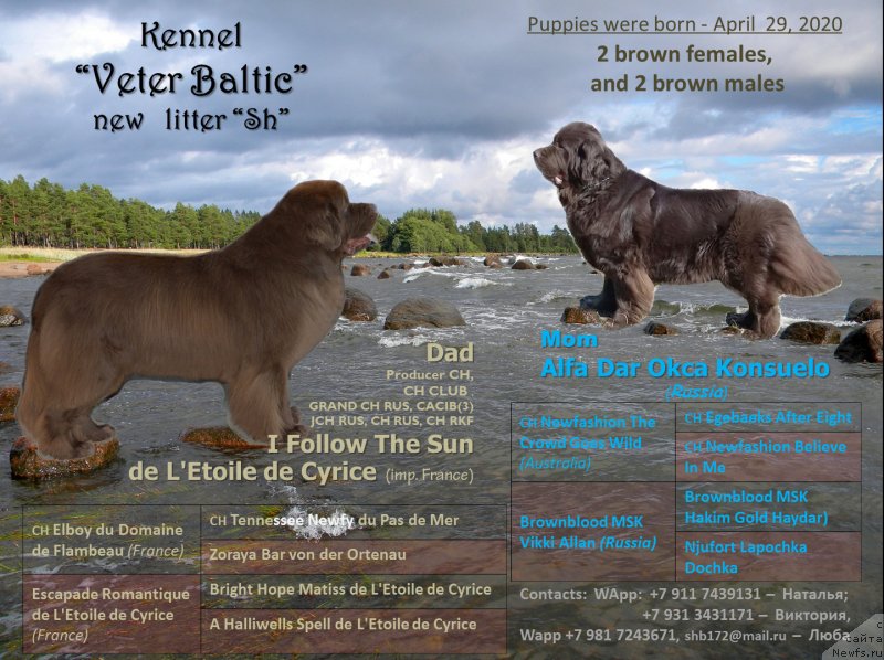 Фото: ньюфаундленд I Follow The Sun de L'Etoile de Cyrice, ньюфаундленд Альфа Дар Окса Консуэло (Alfa Dar Oksa Konsuelo)