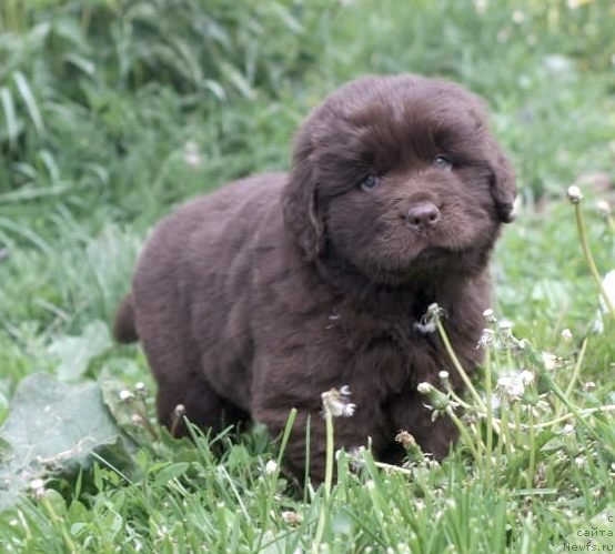 Фото: ньюфаундленд I Follow The Sun de L'Etoile de Cyrice, ньюфаундленд Альфа Дар Окса Консуэло (Alfa Dar Oksa Konsuelo)