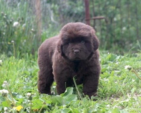 Фото: ньюфаундленд I Follow The Sun de L'Etoile de Cyrice, ньюфаундленд Альфа Дар Окса Консуэло (Alfa Dar Oksa Konsuelo)