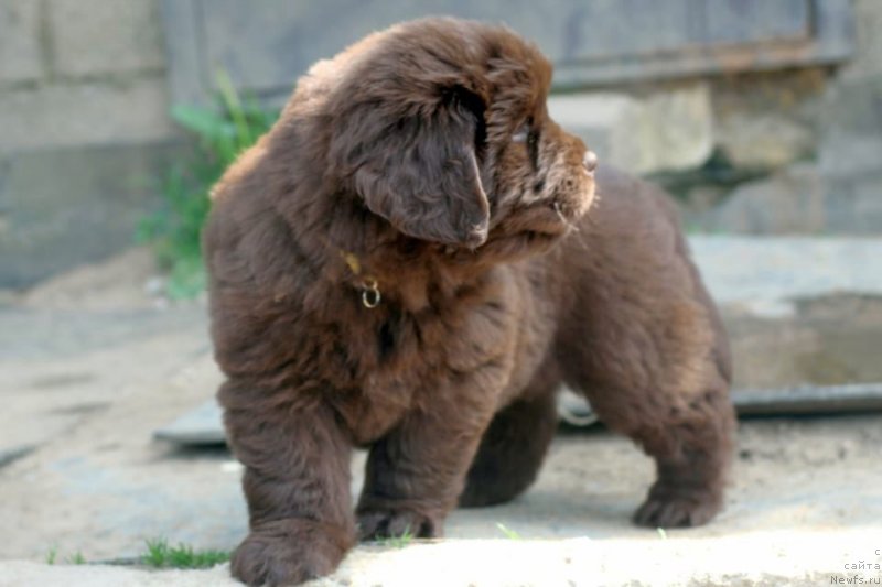 Фото: ньюфаундленд I Follow The Sun de L'Etoile de Cyrice, ньюфаундленд Альфа Дар Окса Консуэло (Alfa Dar Oksa Konsuelo)