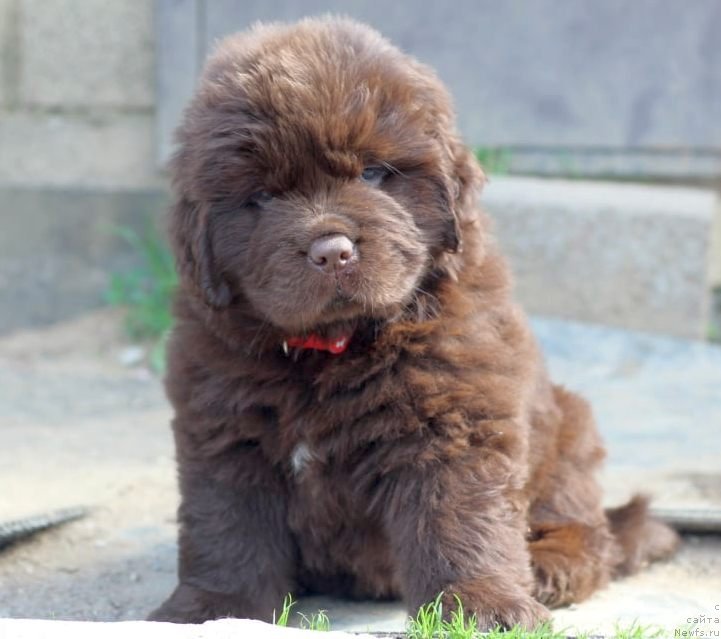 Фото: ньюфаундленд I Follow The Sun de L'Etoile de Cyrice, ньюфаундленд Альфа Дар Окса Консуэло (Alfa Dar Oksa Konsuelo)