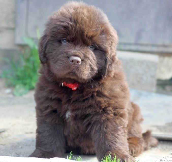 Фото: ньюфаундленд I Follow The Sun de L'Etoile de Cyrice, ньюфаундленд Альфа Дар Окса Консуэло (Alfa Dar Oksa Konsuelo)