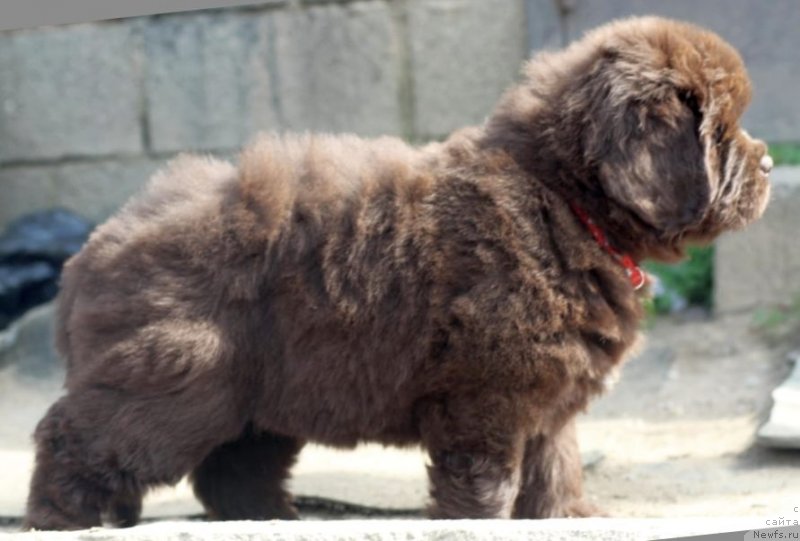 Фото: ньюфаундленд I Follow The Sun de L'Etoile de Cyrice, ньюфаундленд Альфа Дар Окса Консуэло (Alfa Dar Oksa Konsuelo)