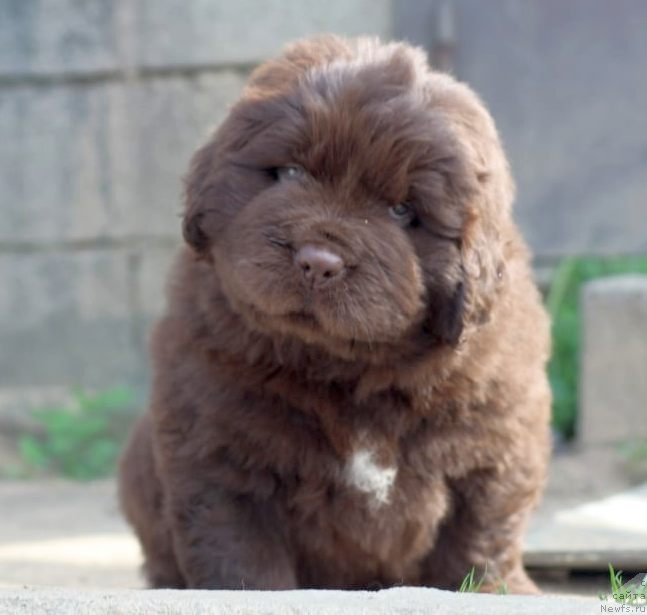 Фото: ньюфаундленд I Follow The Sun de L'Etoile de Cyrice, ньюфаундленд Альфа Дар Окса Консуэло (Alfa Dar Oksa Konsuelo)