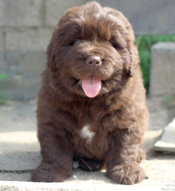 Фото: ньюфаундленд I Follow The Sun de L'Etoile de Cyrice, ньюфаундленд Альфа Дар Окса Консуэло (Alfa Dar Oksa Konsuelo)