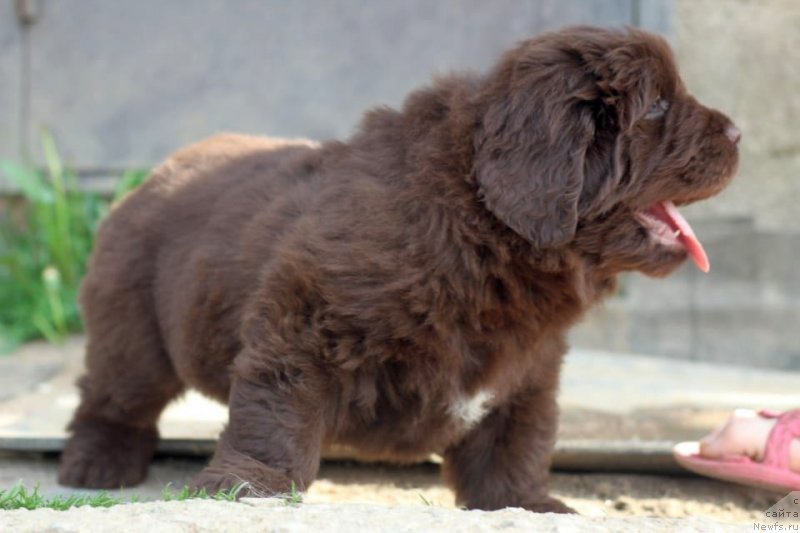 Фото: ньюфаундленд I Follow The Sun de L'Etoile de Cyrice, ньюфаундленд Альфа Дар Окса Консуэло (Alfa Dar Oksa Konsuelo)