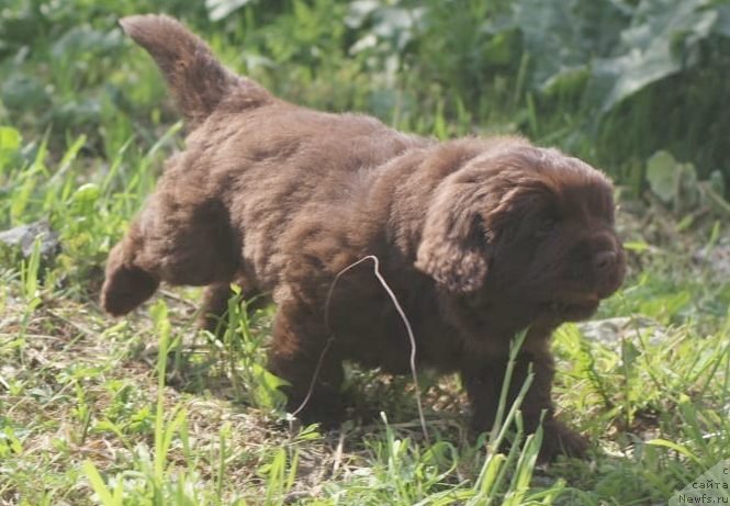 Фото: ньюфаундленд I Follow The Sun de L'Etoile de Cyrice, ньюфаундленд Альфа Дар Окса Консуэло (Alfa Dar Oksa Konsuelo)