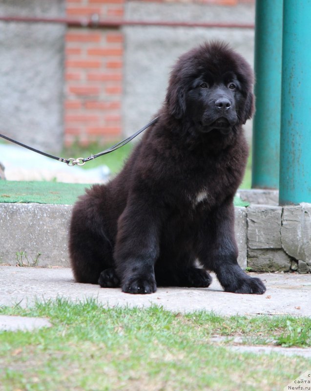 Фото: ньюфаундленд Супер Премиум Глинтвей