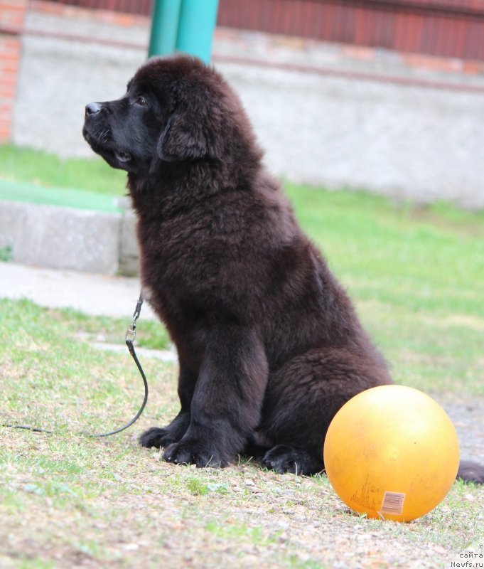 Фото: ньюфаундленд Супер Премиум Глинтвей