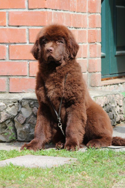 Фото: ньюфаундленд Супер Премиум Гарфилд