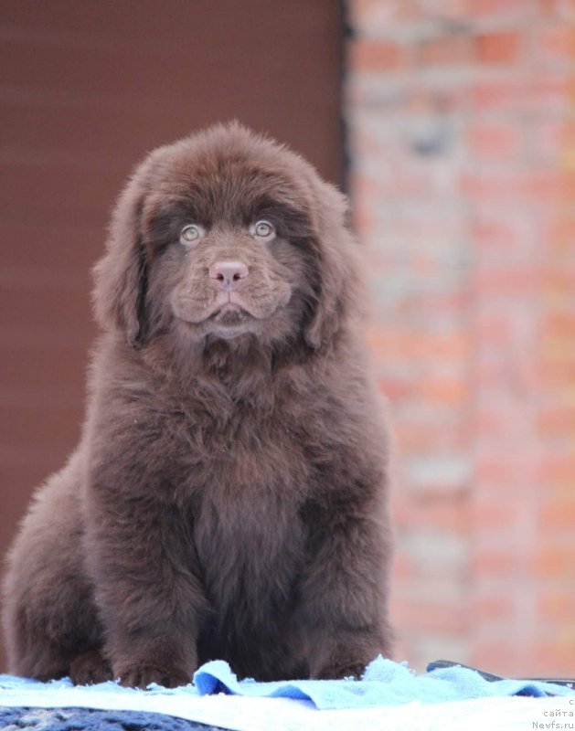 Фото: ньюфаундленд Супер Премиум Гиги