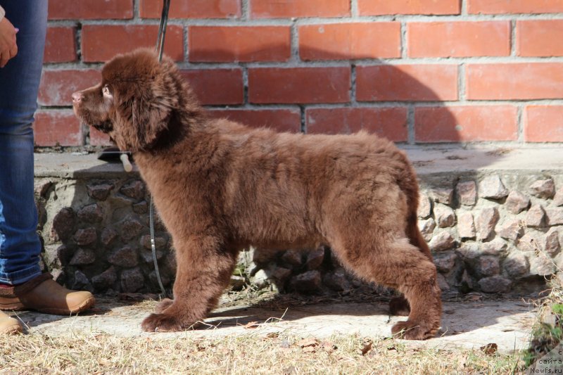 Фото: ньюфаундленд Супер Премиум Гиги