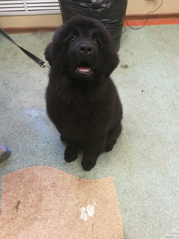 Фото: ньюфаундленд Супер Премиум Гуффи