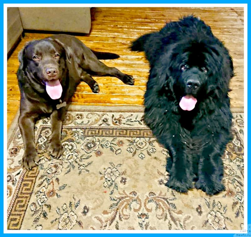 Фотография № 247071