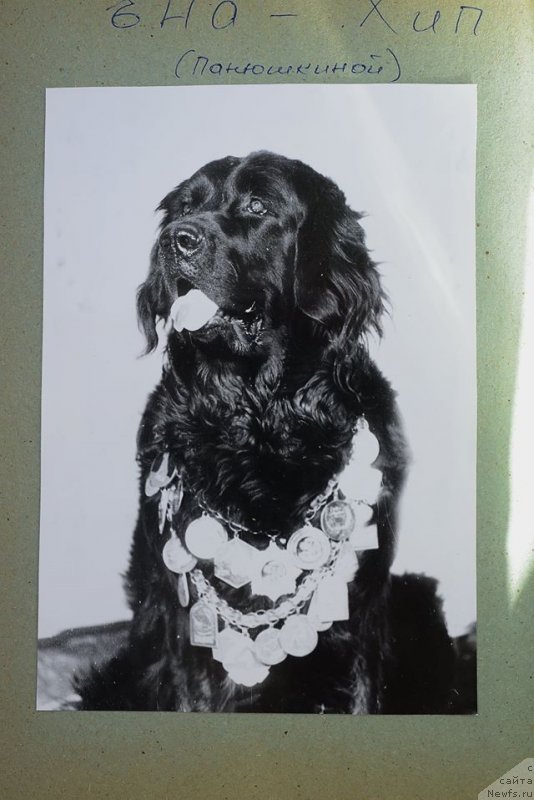 Фото: ньюфаундленд Ена Хип