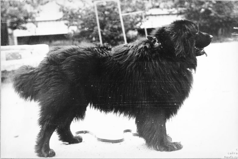 Фото: ньюфаундленд Бинго Гармс