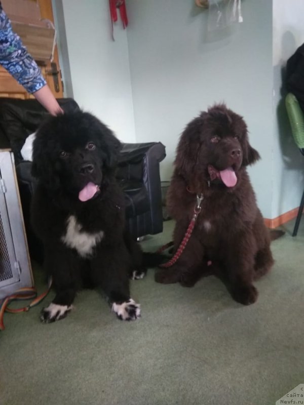 Фото: ньюфаундленд Стеалбеарс Варвара (Stealbears Varvara)