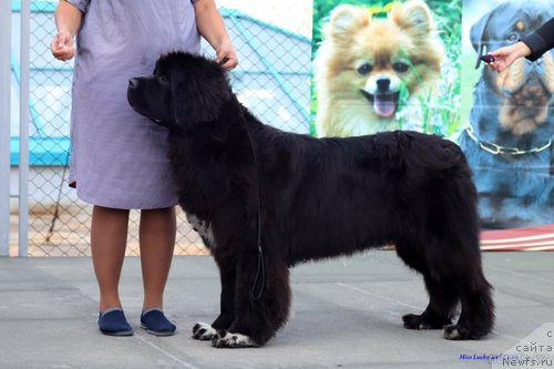 Фото: ньюфаундленд Стеалбеарс Варвара (Stealbears Varvara)