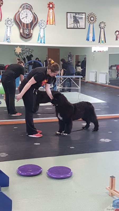 Фото: ньюфаундленд Стеалбеарс Варвара (Stealbears Varvara)