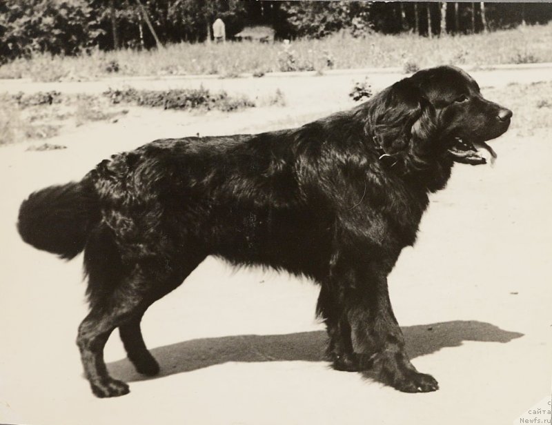 Фото: ньюфаундленд Ольгерт Телси