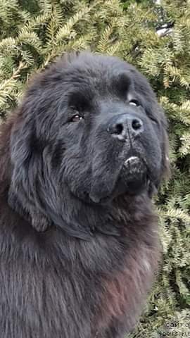 Фото: ньюфаундленд Big Sky Bear Xtal