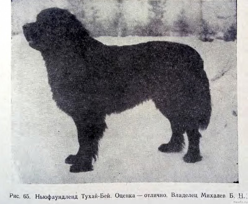 Фото: ньюфаундленд Tuchaj Bej Rozany Stok (Тухай Бей Ружаны Сток)