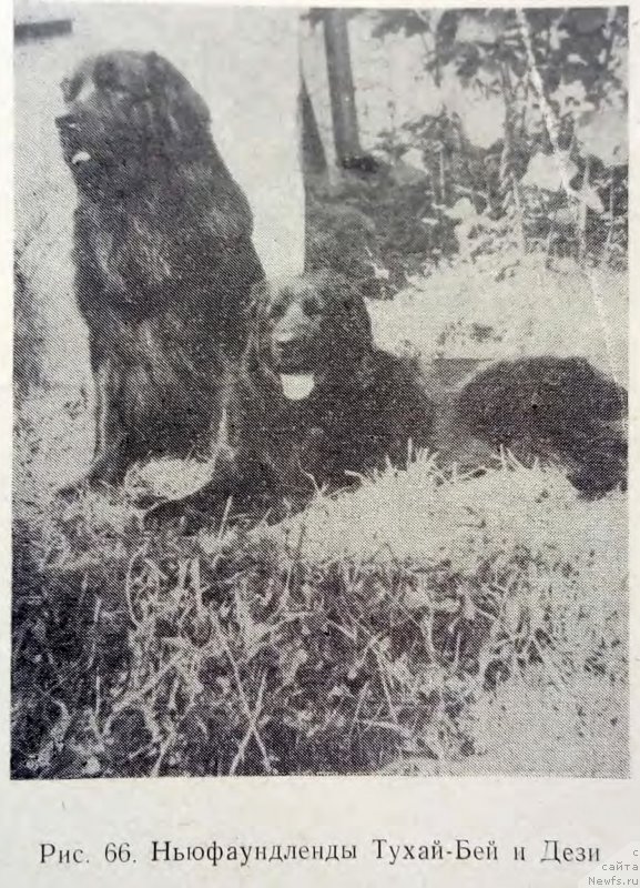 Фото: ньюфаундленд Tuchaj Bej Rozany Stok (Тухай Бей Ружаны Сток)