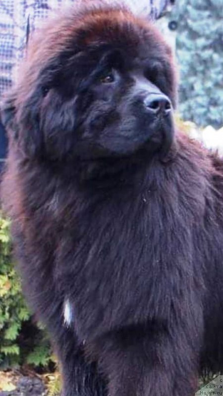Фото: ньюфаундленд Big Sky Bear Xtal