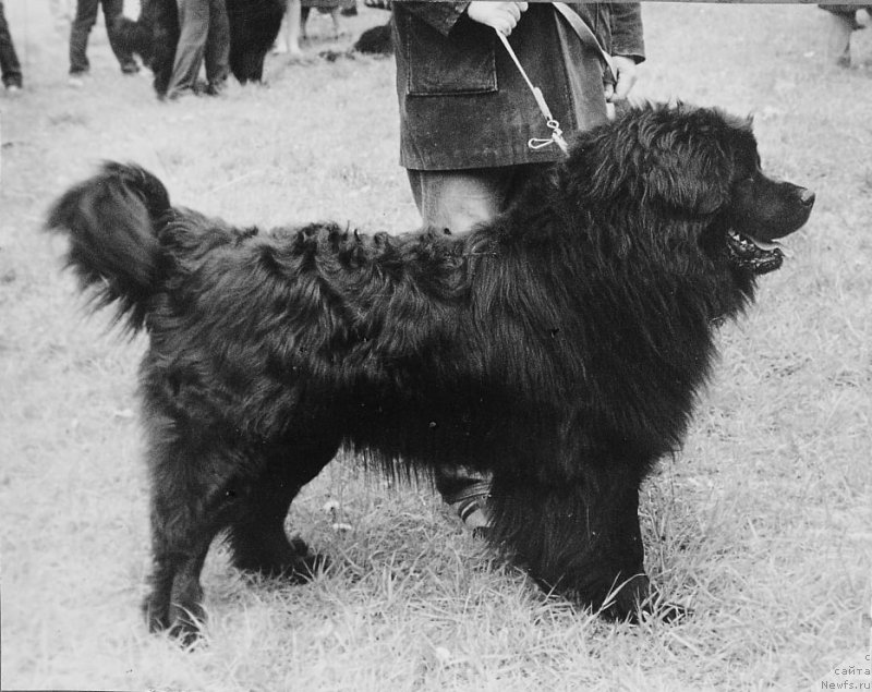 Фото: ньюфаундленд Гросби Силар